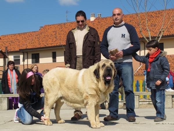 CH. Oberón de Hazas de Cesto
Recogiendo el premio del campeonato 2009 del cuál resultó campeón
(Bulnes de Torreanaz x CH. Coral de Hazas de Cesto)
Keywords: oberÃ³n hazasdecesto premios viana 2010