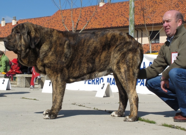 Tigre de Buxionte, campeón de la clase Intermedia machos
(Surco de Fuentemimbre x Candela de Buxionte)
Keywords: tigre buxionte viana atigrado intermedia candela surco 2010