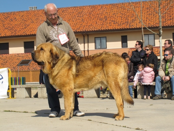 Roco de Autocán
(Chico de Autocán x Señora de Autocán)
Keywords: roco autocÃ¡n viana intermedia machos 2010