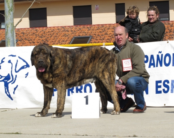 Tigre de Buxionte, futuro ejemplar puntero
(Surco de Fuentemimbre x Candela de Buxionte)
Keywords: tigre buxionte viana atigrado intermedia candela surco 2010