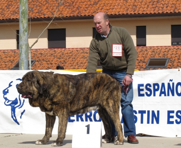 Tigre de Buxionte, ganador de la clase intermedia machos en Viana de Cega 2010
(Surco de Fuentemimbre x Candela de Buxionte)
Keywords: tigre buxionte