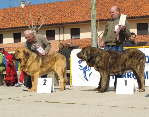 Tigre de Buxionte y Roco de Autocan en la clase intermedia machos de Viana 2010
Excelente 1: Tigre de Buxionte (Surco de Fuentemimbre x Candela de Buxionte)
Excelente 2: Roco de Autocan (Chico de Autocan x Bella de Autocan)
