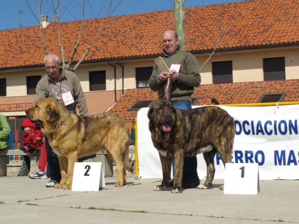 Clase intermedia machos
Excelente Primero de Tigre Buxionte (Surco de Fuentemimbre x Candela de Buxionte)
Excelente Segundo Roco de Autocan (Chico de Autocan x Bella de Autocan)
Keywords: roco autocan tigre buxionte viana