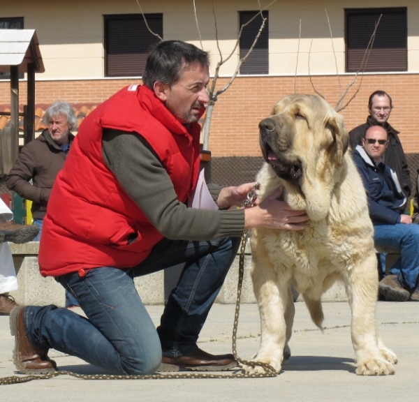 Castaño de Baolamadera
(Ch. Sansón x Tania de la Peñamora)
Keywords: castaÃ±o baolamadera sansÃ³n viana tania