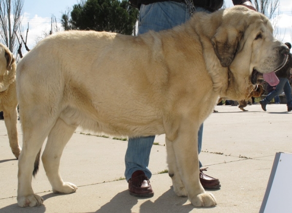 Saturno del Alexpar
(Marruecos de Fuentemimbre x Melga de Galisancho)
Keywords: alexpar