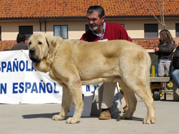 Iker de Fonteferra
(CH. Cañón de Fuentemimbe x Seda de Cueto Negro)
Keywords: iker duelos y quebrantos fonteferra viana francisco