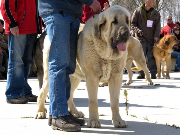 Tarquín de Galisancho
(Pollero x Braña de Galisancho)
Keywords: tarquÃ­n galisancho abierta machos viana