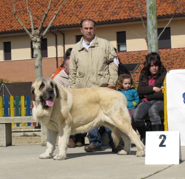 CH. Bardo de la Salombra
Excelente segundo de la clase abierta machos de Viana 2010
(CH. Sansón x Telma de Campollano)
Keywords: bardo salombra abierta machos viana