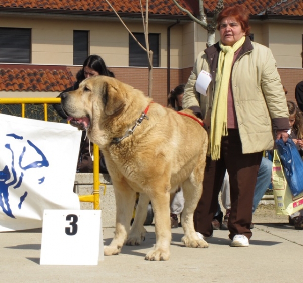 Golfo de Pando Veneros
Excelente tercero de la clase Abierta machos de Viana de Cega 2010
Keywords: golfo pando veneros viana abierta machos