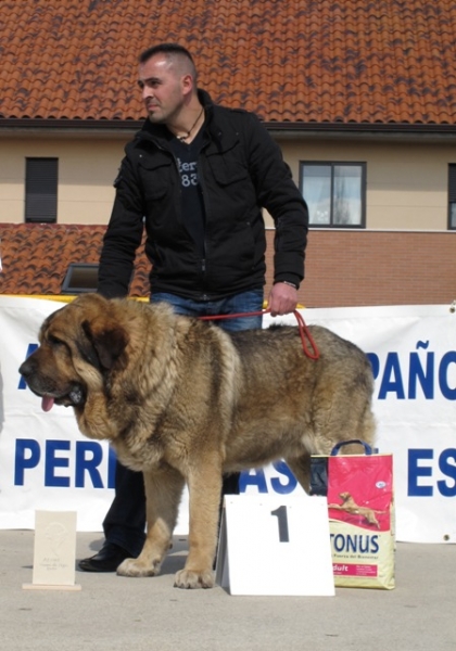 Ringo de Reciecho Mejor Macho y B.I.S
Ringo, ganador absoluto de la primera prueba del Campeonato AEPME 2010
Keywords: ringo reciecho piscardos viana cabezas ganadero