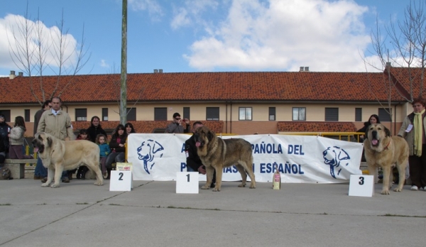 Abierta machos Viana 2010
Primero Excelente, machos y mejor BIS: Ringo de Reciecho
Segundo Excelente: CH. Bardo de la Salombra
Tercero Excelente: Golfo de Pando Veneros
Anahtar kelimeler: ringo golfo bardo abierta machos viana 2010 piscardos salombra reciecho