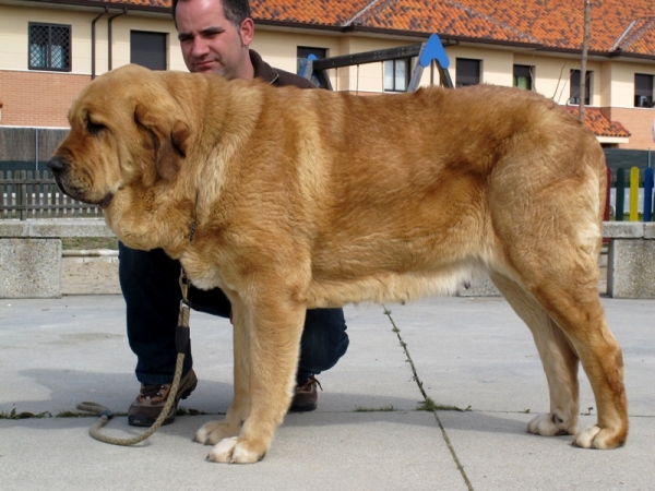 Bimba de Tierra de Órbigo
(Sargón de Filandón x Rea de Cueto Negro)
Kľúčové slová: bimba tierra de Ã³rbigo viana 2010