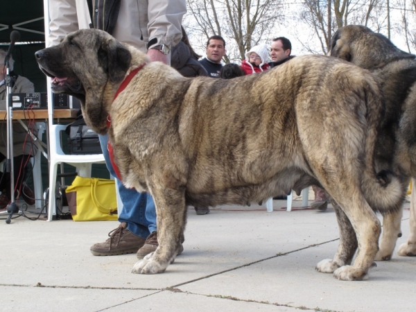 Frida de Valdejera
(Caballero de Hazas de Cesto x CH. Oda de Valdejera)
Keywords: frida valdejera viana oda 2010