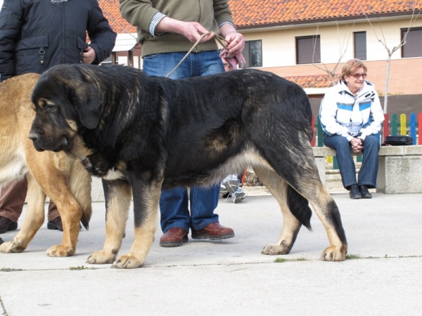 Duquesa
(Zamarro de Buxionte x Pastora de Reciecho)
Keywords: duquesa filandÃ³n pastora zamarro viana 2010