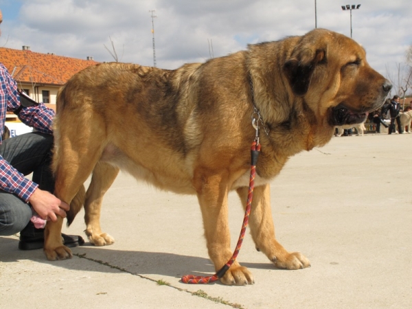 Brisa de Filandón
Brisa de Filandón (Dumbo de Reciecho x Troya de Buxionte)
Keywords: brisa filandÃ³n dumbo troya 2010