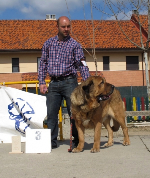 Brisa de Filandón
Tercera en la clase abierta hembras de Viana 2010
(Dumbo de Reciecho x Troya de Buxionte)
Keywords: brisa filandÃ³n dumbo troya viana 2010