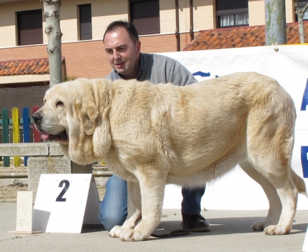 Bimba de Montes Pravianos, excelente segundo en la clase abierta hembras de Viana 2010
(Tejo de Fuentemimbre x Atenea de Hazas de Cesto)
Keywords: bimba montes pravianos viana tejo atenea fuentemimbre hazas de cesto 2010