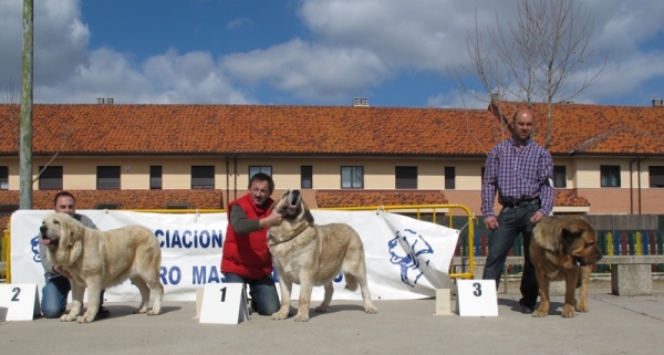 Mejores ejemplares de la clase Abierta hembras de Viana 2010
Primera: Haya de Baolamadera
Segunda: Bimba de Montes Pravianos
Tercera: Brisa de Filandón
Keywords: abierta hembras viana 2010 filandÃ³n montes pravianos baolamadera brisa haya 2010