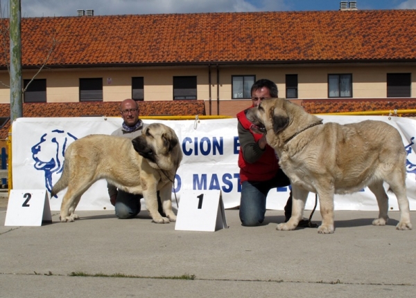 Mejor hembra Viana 2010
Mejor hembra y mejor abierta hembras: Haya de Baolamadera
Mejor intermedia hembras: Laña del Cerro del Viento
Keywords: mejor hembra viana 2010 laÃ±a haya cerro del viento baolamadera 2010