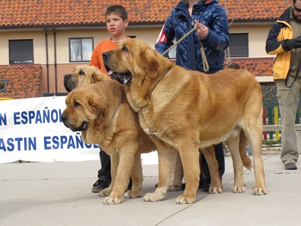 Grupo de cría Tierra de Órbigo
Formado por Balak, Bimba y Ceres
Keywords: tierra de Ã³rbigo grupo de crÃ­a viana 2010