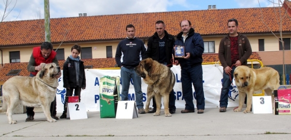 B.I.S de Viana de Cega 2010
Mejor macho y mejor ejemplar de la exposición: Ringo de Reciecho
Mejor hembra: Haya de Baolamadera
Mejor joven: Ceres de Tierra de órbigo
Keywords: BIS viana 2010 ringo haya ceres piscardos baolamadera tierra de Ã³rbigo 2010