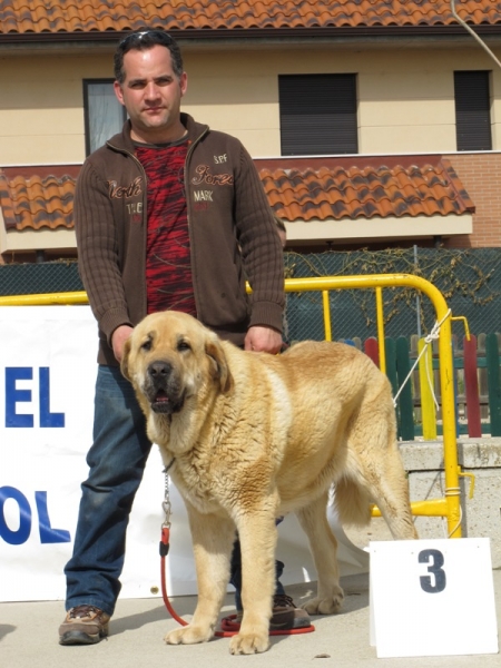 Ceres de Tierra de Órbigo, mejor joven de Viana 2010
(Sargón de Filandón x Rea de Cueto Negro)
Trefwoorden: ceres tierra de Ã³rbigo viana joven 2010