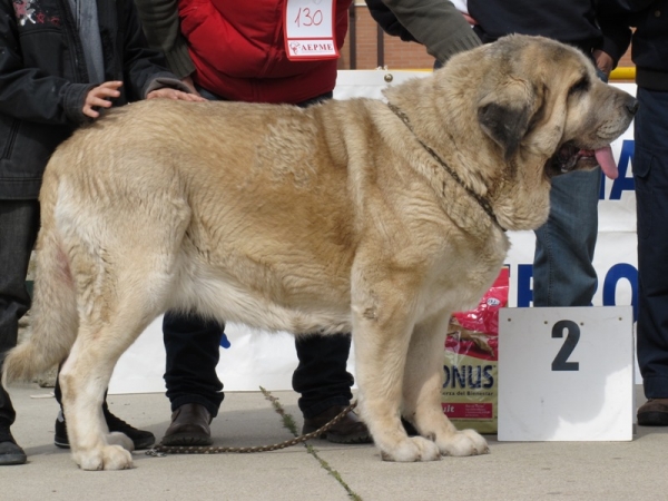 Haya de Baolamadera
Mejor hembra de Viana 2010
(CH. Sansón x Primavera de Campollano)
Keywords: haya baolamadera viana 2010