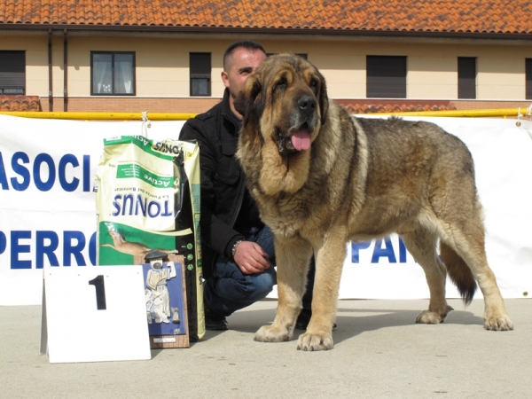 Ringo de Reciecho B.I.S Viana de Cega 2010
Ringo de Reciecho, simplemente el mastín español. Funcional, ganadero y bello. 
Keywords: ringo reciecho piscardos viana cabezas 2010