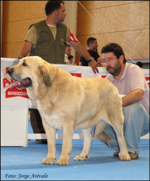 Abierta Hembras Talavera 2010
Wendy del Agostadero
Keywords: 2010 agostadero talavera wendy