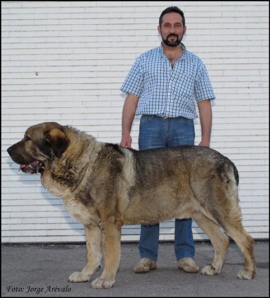 Ch. Duque de Reciecho
Campeón de León 2009 y Campeón e España 2010. 
(Dumbo de Reciecho x Luna de Reciecho)
Criador y propietario: Baltasar Álvarez (Reciecho)
Keywords: 2010 duque reciecho dumbo luna baltasar campeÃ³n talavera