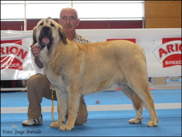 Bimba de Autocan, mejor cachorro Talavera 2010
Keywords: 2010 bimba autocan talavera cachorra