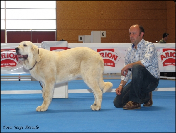 Roadashow de Lunava
(Akiles de Hazas de Cesto x Fanny de Lunava)
Keywords: 2010 roadshow lunava akiles hazas de cesto fanny talavera