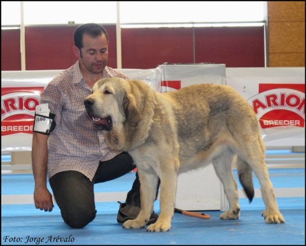 Joven macho de el afijo Altos de Valdearazo
(Vulcano de Fuentemimbre x Vulcana de Fuentemimbre)
Excelente 3 en la clase jóvenes machos de Talavera 2010
Keywords: 2010 altos de valdearazo vulcano vulcana talavera