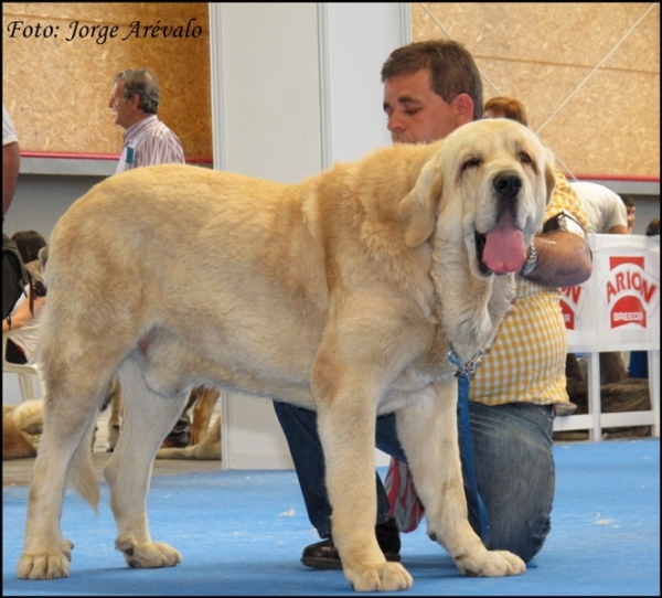 Conquistador de Hazas de Cesto
Excelente 3 en Talavera 2010.
(Fernando de Valdejera x Amanda de Hazas de Cesto)
Keywords: 2010 conquistador portiecha fernando valdejera amanda hazas de cesto talavera