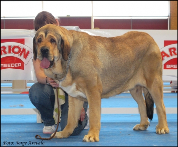 Diana de Buxionte
Talavera 2010
(Surco de Fuentemimbre x Candela de Buxionte)
Keywords: 2010 diana buxionte surco fuentemimbre viejo pÃ¡ramo talavera