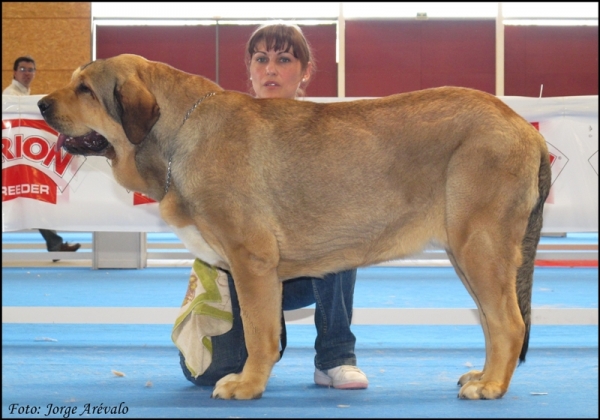 Diana de Buxionte
Intermedia hembras Talavera 2010
(Surco de Fuentemimbre x Candela de Buxionte)
Keywords: 2010 diana buxionte surco fuentemimbre viejo pÃ¡ramo talavera