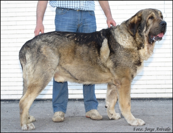 Ch. Duque de Reciecho.
(Dumbo de Reciecho x Luna de Reciecho)
Keywords: 2010 dumbo duque luna reciecho campeÃ³n baltasar caboalles talavera