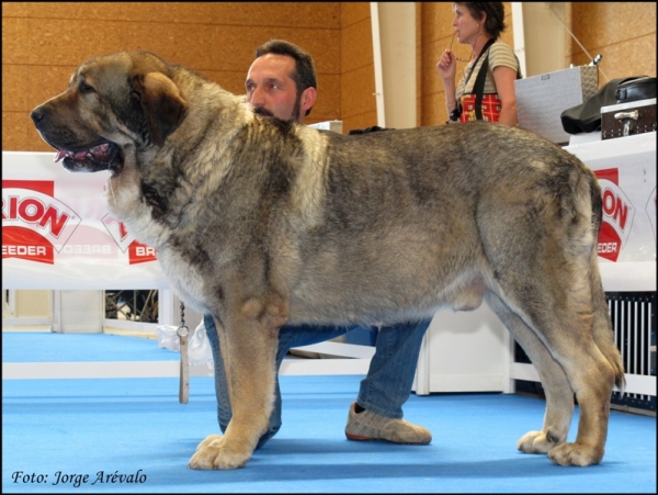 Ch. Duque de Reciecho CAC Talavera 2010
(Dumbo de Reciecho x Luna de Reciecho)
Campeón de León 2009 y Campeón de España 2010
الكلمات الإستدلالية(لتسهيل البحث): 2010 dumbo duque luna reciecho campeÃ³n baltasar caboalles talavera