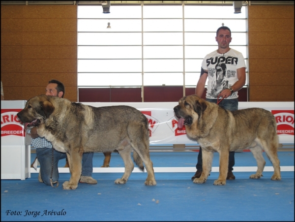 Mastines de Reciecho en Talavera 2010 
CAC: Ch. Duque de Reciecho. Criador y propietario: Baltasar Álvarez (Reciecho)
RCAC: Ringo de Reciecho. Criador: Baltasar Álvarez (Reciecho), propietario: Luisma Fernández (Piscardos)
Keywords: 2010 ringo duque talavera dumbo luna laika baltasar piscardos reciecho