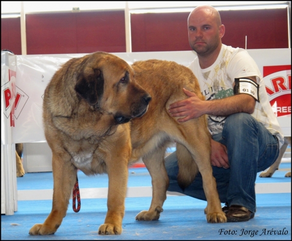 Ch. Brisa de Filandón
(Dumbo de Reciecho x Troya de Buxionte)
CAMPEONA DE ESPAÑA 2010
Keywords: 2010 filandon