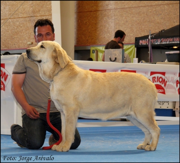 Mencia del Agostadero
Excelente 3 jovenes hembras Talavera 2010
(Komombo de Montes del Pardo x Guara del Agostadero)
Keywords: 2010 agostadero