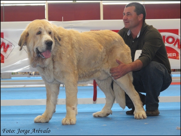 Atila del Agostadero
(Jorge de Trashumancia x Fiora)
Excelente en Talavera 2010
Keywords: 2010 atila agostadero jorge trashumancia fiora talavera