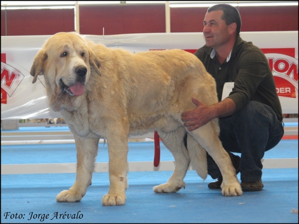 Atila del Agostadero
(Jorge de Trashumancia x Fiora)
Excelente en Talavera 2010
Keywords: 2010 atila agostadero jorge trashumancia fiora talavera