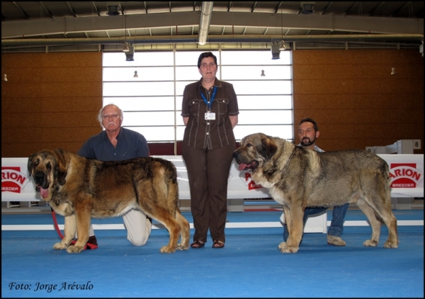 Mejor macho Talavera 2010 (Ch. Barco de Montes del Pardo, Ch. Duque de Reciecho)
Ch. Barco de Montes del Pardo: mejor macho absoluto y BIS en Talavera 2010
Ch. Duque de Reciecho: ganador de CAC
Keywords: 2010 duque reciecho dumbo luna baltasar campeÃ³n talavera barco montes del pardo