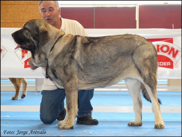 Muga de Zurita, RCAC Talavera 2010
Excelente 1 clase Intermedia hembras
(Ch. Seo de Torreanaz x Saya de Zurita)
Keywords: 2010 muga zurita seo torreanaz saya talavera