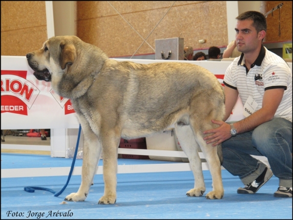 Navarro del Valle del Pisueña, excelente 2 Jóvenes machos Talavera 2010
(Sión de la Aljabara x Siena de Trashumancia)
Keywords: 2010 navarro pisueÃ±a aljabara siena trashmancia siÃ³n