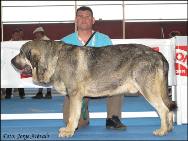 Onega de Campollano
Excelente en Talavera 2010.
(Ch. Sansón x Telma de Campollano)
Keywords: 2010 onega campollano talavera mastalaya sansÃ³n telma