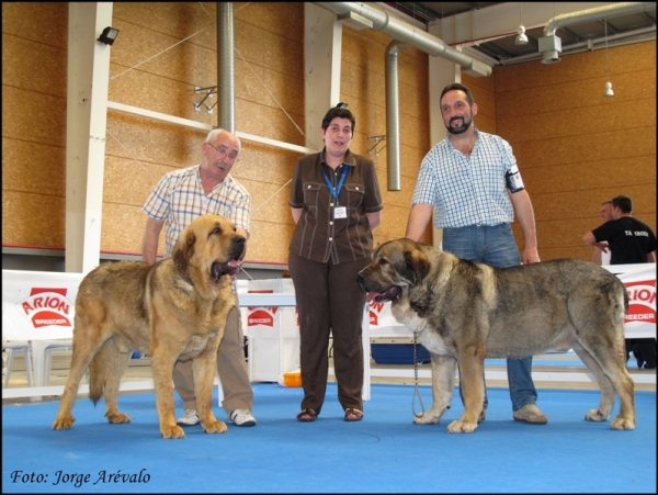 Ch. Duque de Reciecho y Roco de Autocan
Duque de Reciecho, excelente 1 clase abierta machos, CAC
Roco de Autocan, excelente 1 clase intermedia machos
Keywords: 2010 duque reciecho dumbo luna baltasar campeÃ³n talavera roco autocan