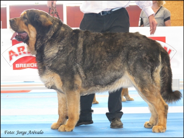 Rolando de Babia
(Ron de Babia x Ch. Concha de Babia)

Keywords: 2010 rolando roli babia concha ron talavera valderaduey