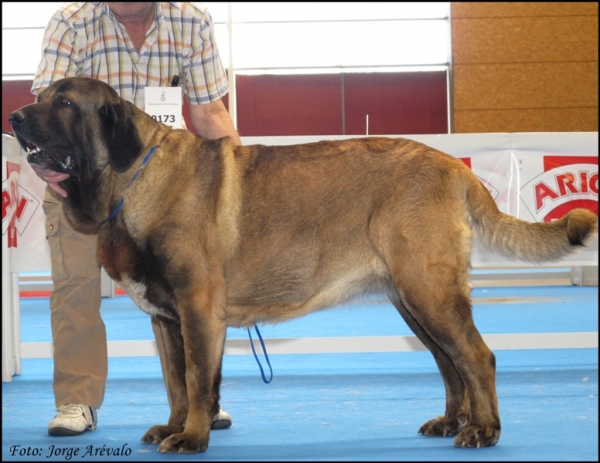 Señorita de Autocán
(Midas de Autocan x Ch. Señora de Autocan)
Excelente 3 clase intermedia hembras. 
Keywords: 2010 seÃ±orita autocan talavera midas seÃ±ora